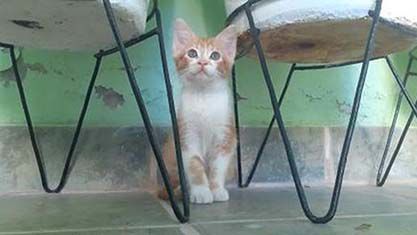 Pic of the Litter: Toy